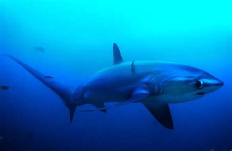 Thresher Shark Description Habitat Image Diet And Interesting Facts