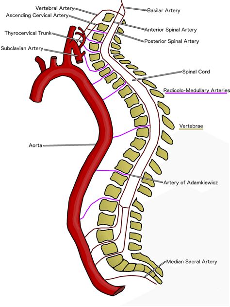 An Overview Of Blood Supply To The Spinal Cord The Spinal Cord