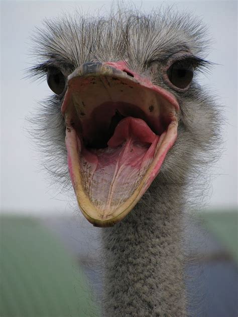 Ostrich Scary Birds Laughing Animals Ostriches