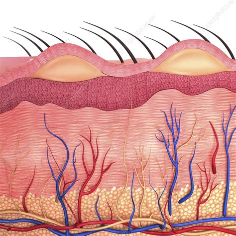 Human Skin Artwork Stock Image F0087086 Science Photo Library