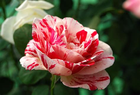 Striped Roses