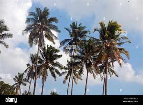 Palm Trees Sri Lanka Stock Photo Alamy
