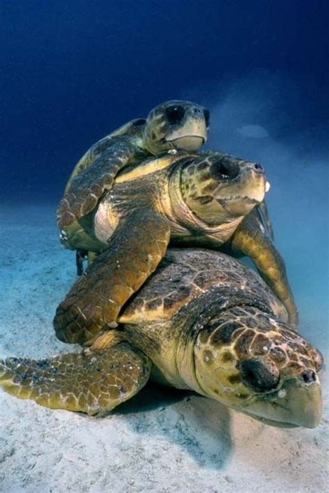 Animals And Pets Baby Animals Sea Turtle Jewelry Turtle Conservation