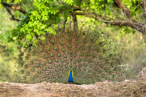 Male Indian Peafowl Displaying To Attract A Female Stock Image C042