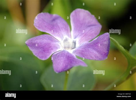 Bigleaf Periwinkle Vinca Major Flower Also Called Greater Periwinkle