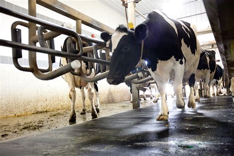 Cows Entering Milking Parlor National Dairy Farm Program