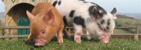 Animals And Pennywell Miniature Pigs Devon Tourist Attraction