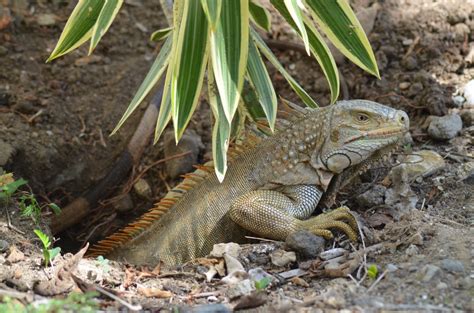 Free Images Nature Wildlife Iguana Fauna Green Lizard Wild