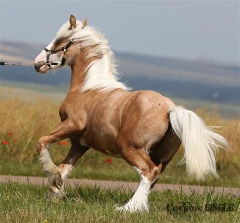 #horse gif #gypsy cob #gypsy vanner #friesian #shire #black horse #mine #my gifs. frisons, irish cob, frison, gypsy cob, friesian, gypsy vanner, cheval, chevaux, horse, horses ...