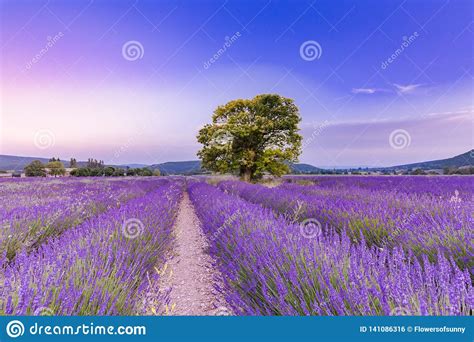 Tree In Lavender Field At Sunset In Provence France Stock