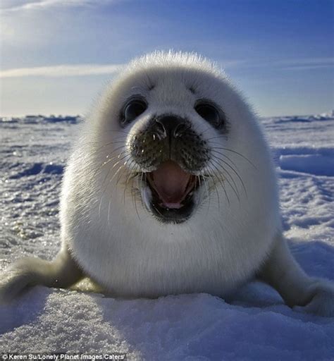 Seal feat pete tong, the heritage orchestra. Flawless and faultless beauty - seals: creatures of Nature, children of Snow. Photo: cutest ...