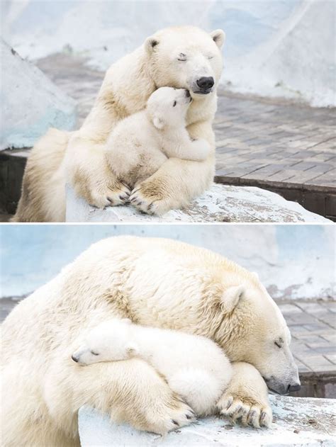 Cute The Love Of A Mother Bear For Her Cubs Cute Overload Babamail
