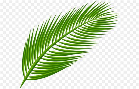 Leaves, clipart, green png and vector with transparent background for free download. Arecaceae Blatt ClipArt - Palm Blatt, Transparent, Clip ...