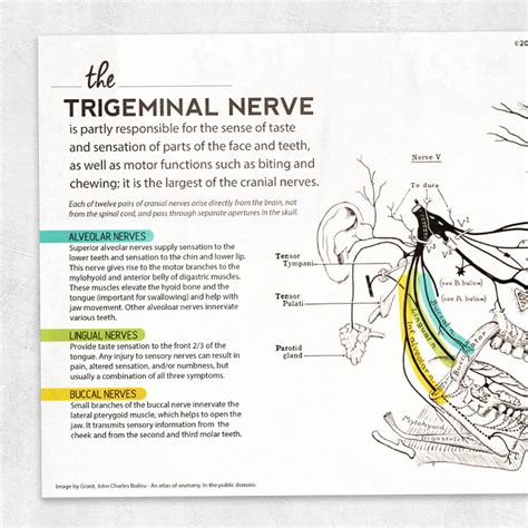The Trigeminal Nerve Adult And Pediatric Printable Resources For