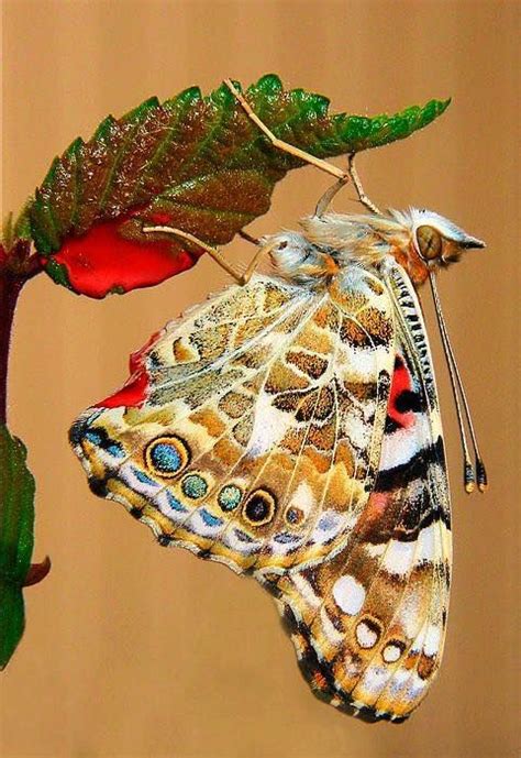 Papillon Butterfly Butterfly Kisses Butterfly Wings Butterfly