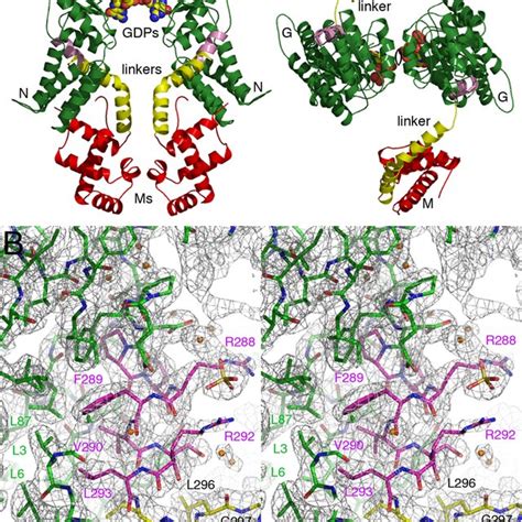 Closing Of Loop L2 Upon Srp19 Binding To The Srp Rna And Its