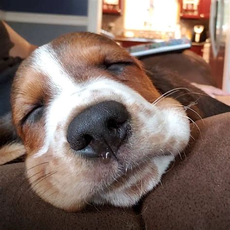 33 Basset Hounds That Can Sleep Anywhere And Anytime The Paws