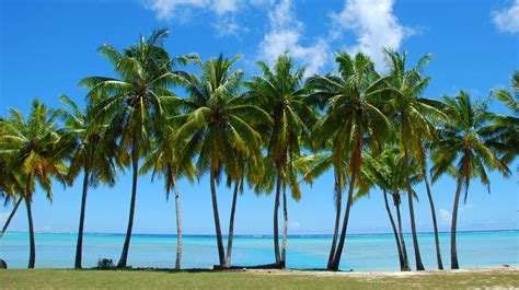 Palm Trees Sunshine And Bare Feet Barefoot Journey