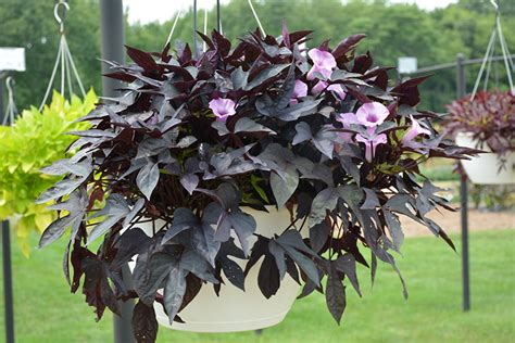 Only 17 left in stock (more on the way). Sweet Caroline Raven Sweet Potato Vine (Ipomoea batatas ...