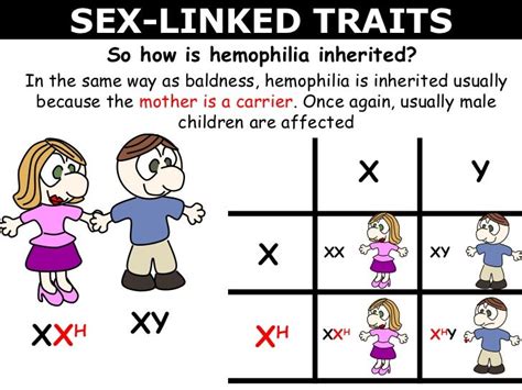 How Are Sex Linked Traits Inherited Slide Share