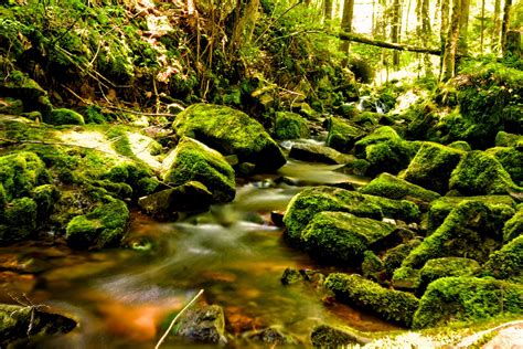 Bach Im Schwarzwald Foto And Bild Landschaft Bach Fluss And See