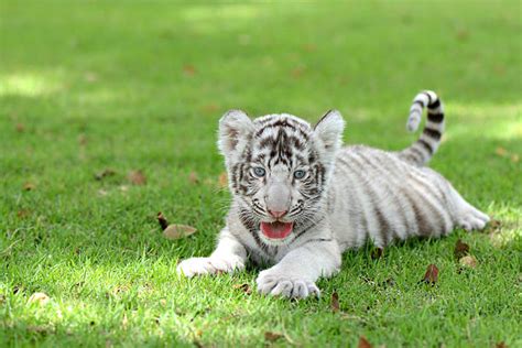 Tiger Cub White Bengal Tiger Pictures Images And Stock Photos Istock