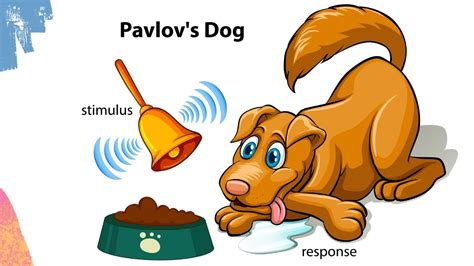 Pavlovs Dog Experiment Classical Conditioning Theory Respondent