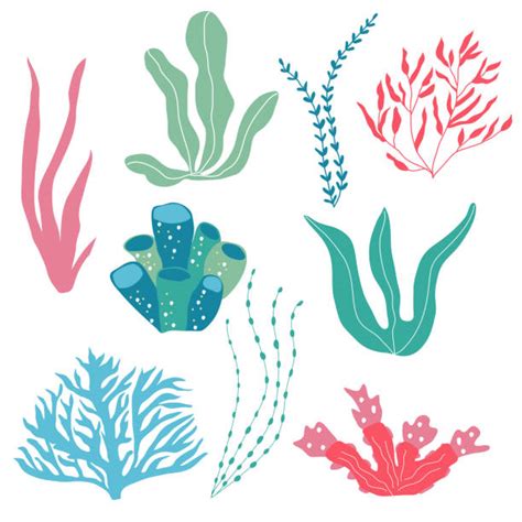 Clip Art Of Coral Reef To Color Illustrations Royalty