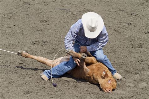 Calf Tie Down Roping Basics At The Rodeo