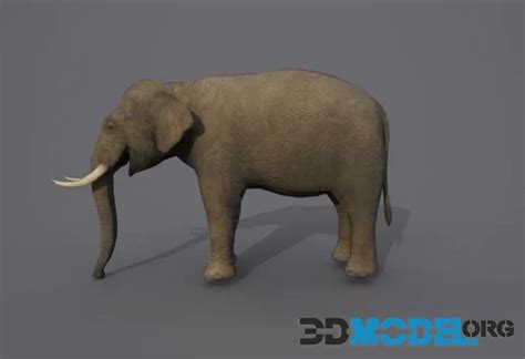 3d Model African Elephant Pbr