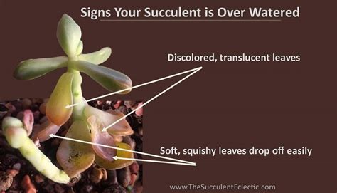 Check spelling or type a new query. How to Water Succulents - Your Plants Will Tell You! | The ...