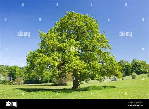 Oak Tree Hi Res Stock Photography And Images Alamy