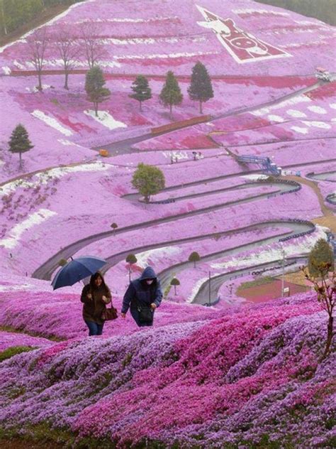 Hitachi Seaside Park цветущий парк в Японии