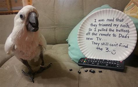 25 Funny Times Birds Were The Biggest Jerks Bouncy Mustard