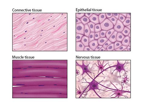 😎 Different Kinds Of Tissues In The Human Body Types Of Tissues
