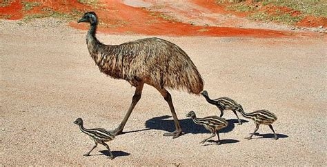 Emu With Chicks Emu With Chicks Australian Pinterest