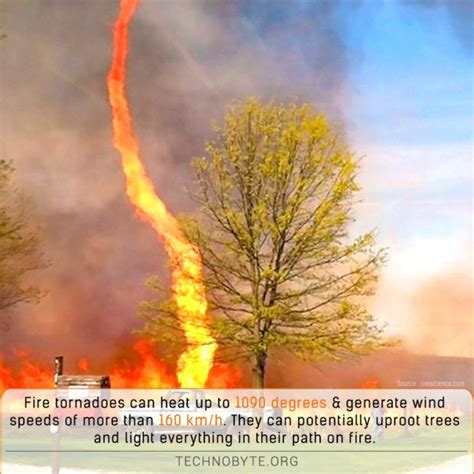 Fire Tornadoes Are Fiery Daredevils Fire Tornado Tornadoes Fun Facts