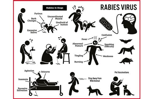 Rabies Real Facts You Need To Know Animaltalk
