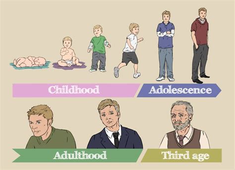 Life Stages Vocabulary Vocabulary Life Stages Adolescence