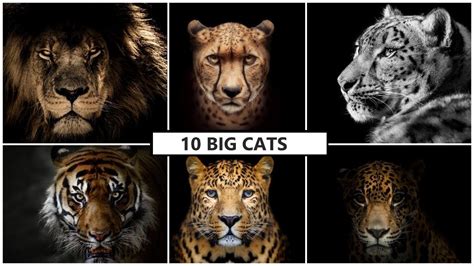 All Big Cat Sounds List Of 10 Largest Cats Best Wild Cats Sound