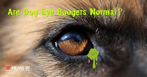 Are Eye Boogers Normal For Dogs