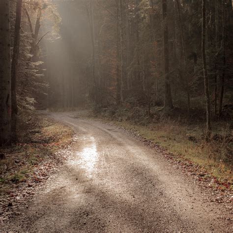 Wallpaper Sunlight Landscape Forest Nature Grass Winter Morning