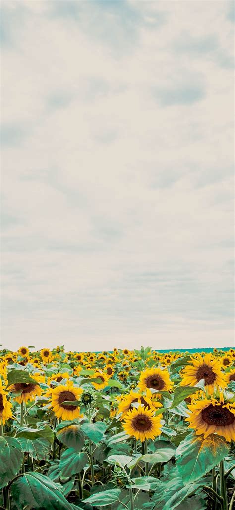 Aesthetic Sunflower Field Wallpapers Wallpaper Cave