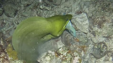 Green Moray Eel Hunting Attacking Bonaire Night Dive 2019 Youtube
