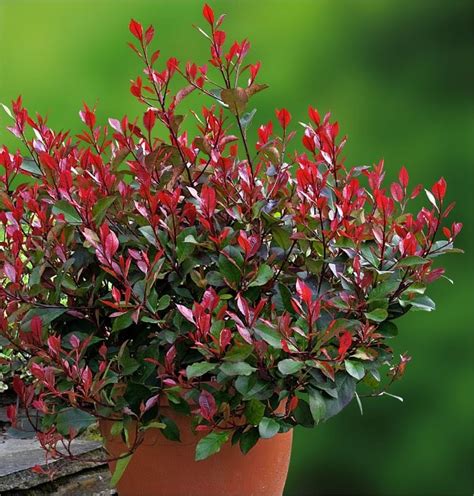 Photinia Little Red Robin Compact Evergreen Shrub Perfect For