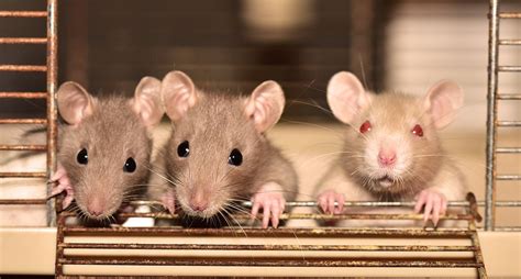 Hati Hati Ini 4 Penyakit Berbahaya Yang Disebabkan Oleh Tikus