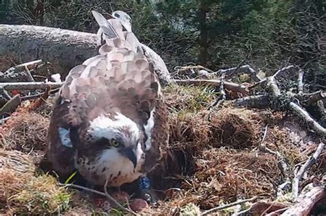 Three Osprey Eggs Arrive Safe At Loch Of The Lowes Nest Daily Record