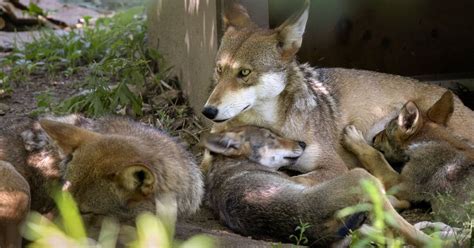 Endangered Red Wolves Need Space To Stay Wild But Theres Another