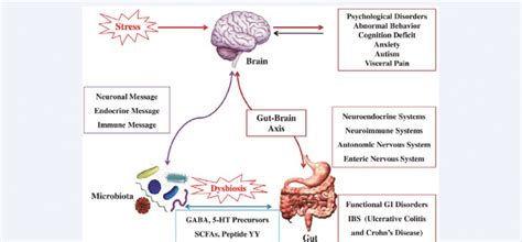 Bidirectional Communications Between Gut Microbiota And Gut Brain Axis