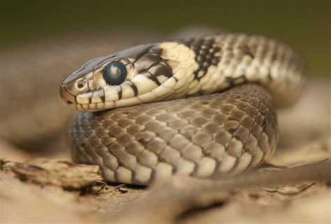 What Is The Importance Of Snakes In The Ecosystem Sciencing